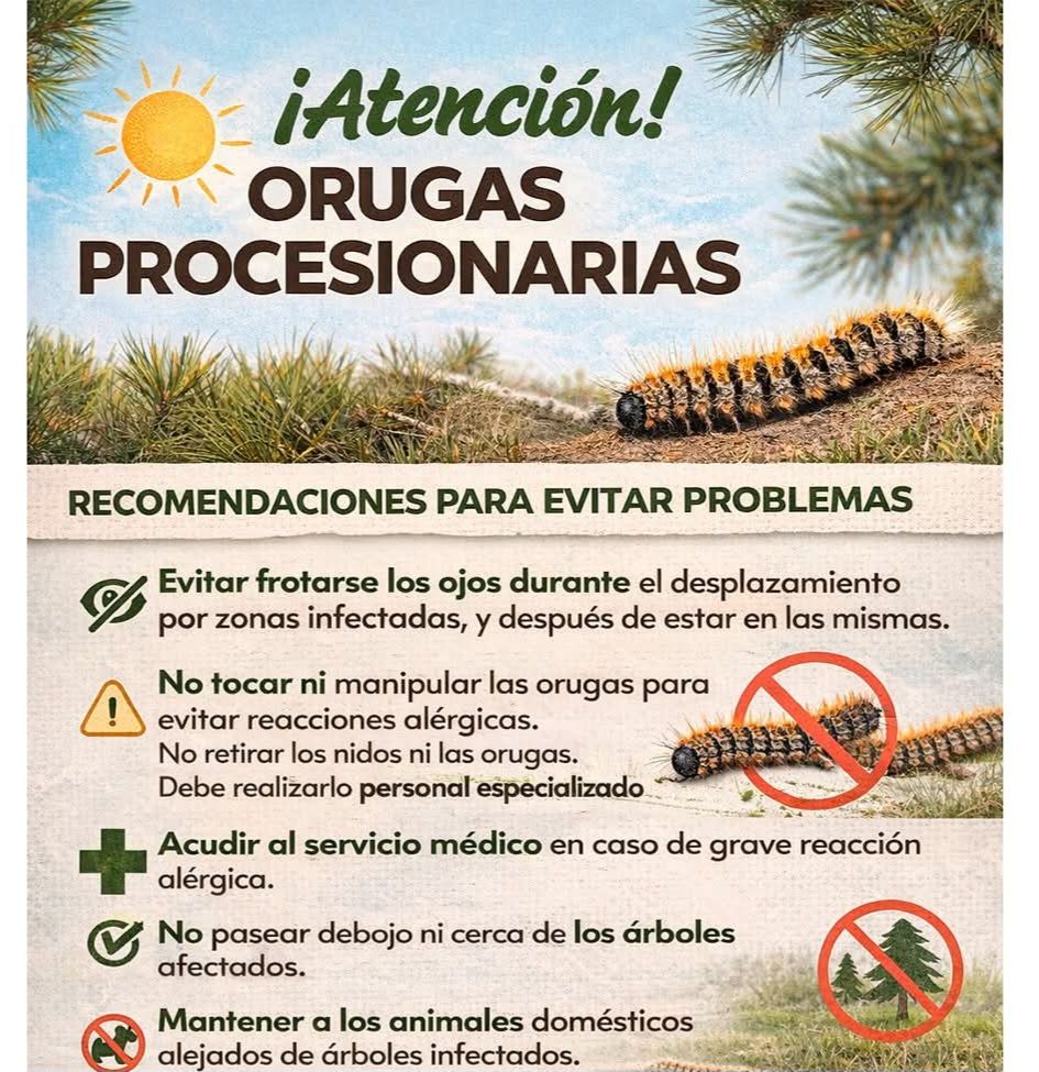 Atencion orugas procesionarias